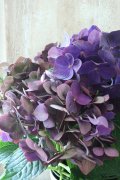秋色紫陽花 "ディープパープル" No.13