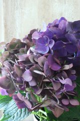 秋色紫陽花 "ディープパープル" No.13