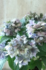 秋色紫陽花 "てててまり ブルー" 12cmポット No.1