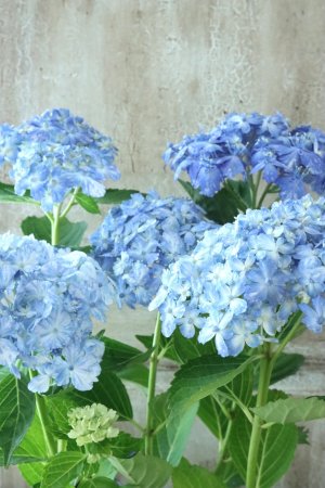 画像5: 山紫陽花 "有松" ２本立