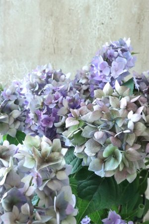 画像2: 秋色紫陽花 "てててまり ブルー" 12cmポット No.2