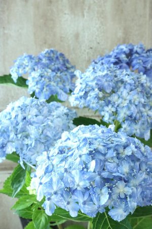 画像2: 山紫陽花 "有松" ２本立