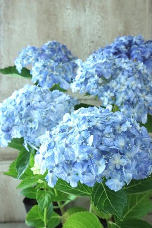 画像3: 山紫陽花 "有松" ２本立