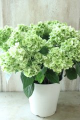 秋色山紫陽花 "伊予獅子てまり" 15cmポット