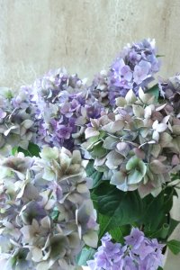 秋色紫陽花 "てててまり ブルー" 12cmポット No.2