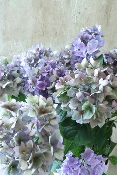 Hydrangea&Autumnal Hydrangea - Jardin de Violettes