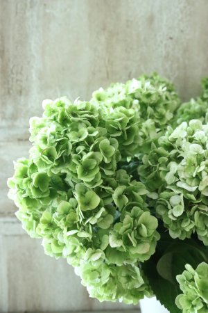 画像2: 秋色山紫陽花 "伊予獅子てまり" 15cmポット