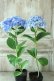 画像7: 山紫陽花 "有松" １本立