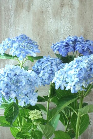 画像6: 山紫陽花 "有松" ２本立