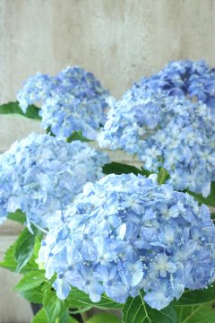 のの★薔薇と紫陽花水色ストライプ蕾最高級綿100%ダブルキング仕立て直し 秋色紫陽花 