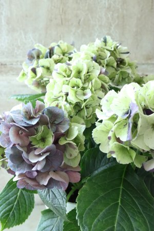 画像4: 秋色紫陽花 "寿" No.4