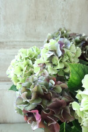 画像4: 秋色紫陽花 "寿" No.10