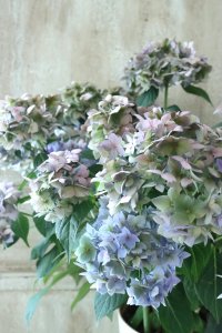 秋色紫陽花 "てまり咲き多花性アジサイ  てててまり" 15cmポット No.4