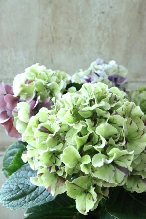 画像2: 秋色紫陽花 "寿" No.2