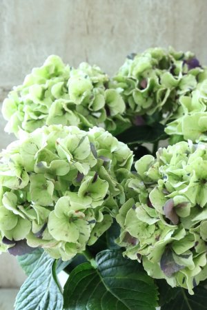 画像1: 秋色紫陽花 "寿" No.1