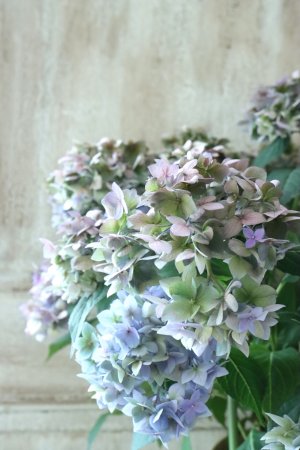 画像2: 秋色紫陽花 "てまり咲き多花性アジサイ  てててまり" 15cmポット No.4