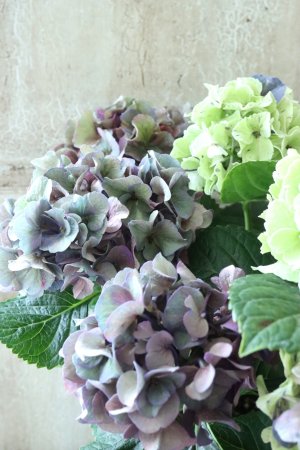 画像4: 秋色紫陽花 "寿" No.7