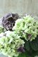 画像3: 秋色紫陽花 "寿" No.3