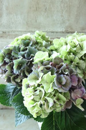 画像4: 秋色紫陽花 "寿" No.8