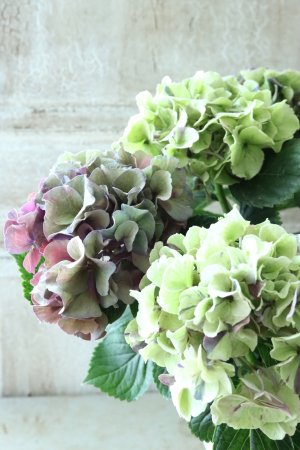 画像3: 秋色紫陽花 "寿" No.8