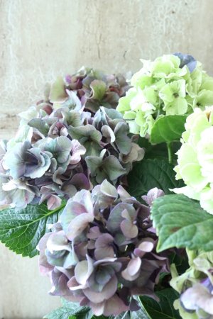 画像3: 秋色紫陽花 "寿" No.7