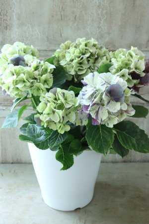 画像5: 秋色紫陽花 "寿" No.2