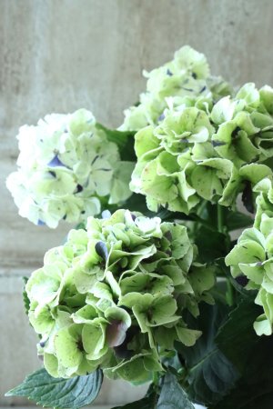 画像4: 秋色紫陽花 "寿" No.6