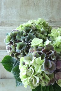 秋色紫陽花 "寿" No.8
