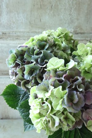 画像1: 秋色紫陽花 "寿" No.8