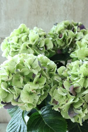画像2: 秋色紫陽花 "寿" No.1