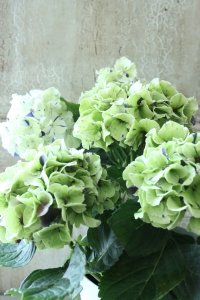 秋色紫陽花 "寿" No.6