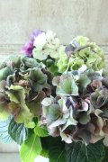 秋色紫陽花 "寿" No.5