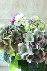 秋色紫陽花 "寿" No.5