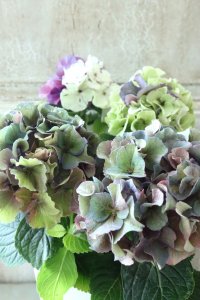秋色紫陽花 "寿" No.5