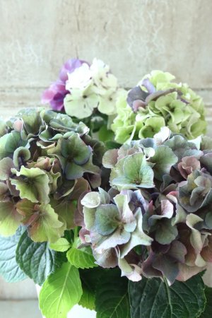 画像1: 秋色紫陽花 "寿" No.5