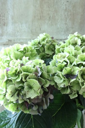画像4: 秋色紫陽花 "寿" No.1