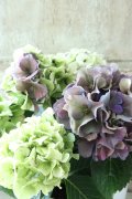 秋色紫陽花 "寿" No.3