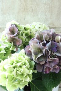 秋色紫陽花 "寿" No.3