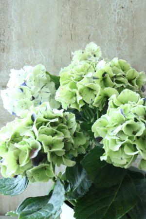 画像2: 秋色紫陽花 "寿" No.6