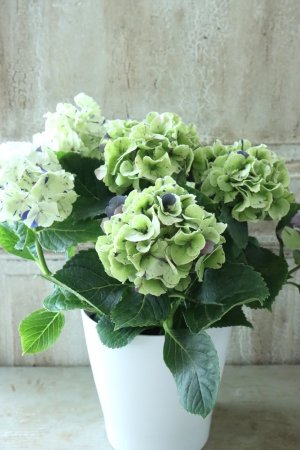 画像5: 秋色紫陽花 "寿" No.6