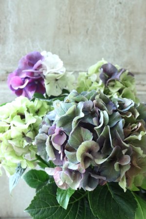 画像4: 秋色紫陽花 "寿" No.5