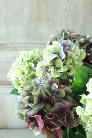 画像3: 秋色紫陽花 "寿" No.10