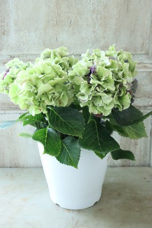 画像5: 秋色紫陽花 "寿" No.1
