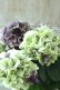 画像4: 秋色紫陽花 "寿" No.3