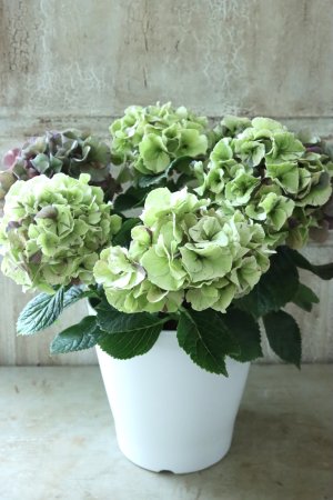 画像5: 秋色紫陽花 "寿" No.8