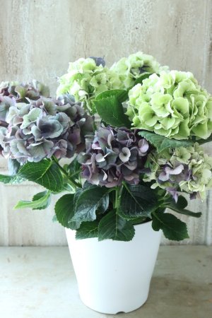 画像5: 秋色紫陽花 "寿" No.7