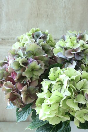 画像2: 秋色紫陽花 "寿" No.10
