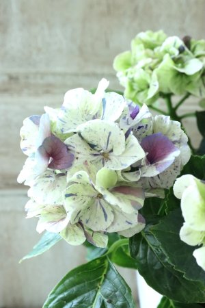 画像4: 秋色紫陽花 "寿" No.2