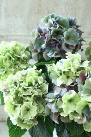 画像4: 秋色紫陽花 "寿" No.9