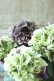 画像6: 秋色紫陽花 "寿" No.3